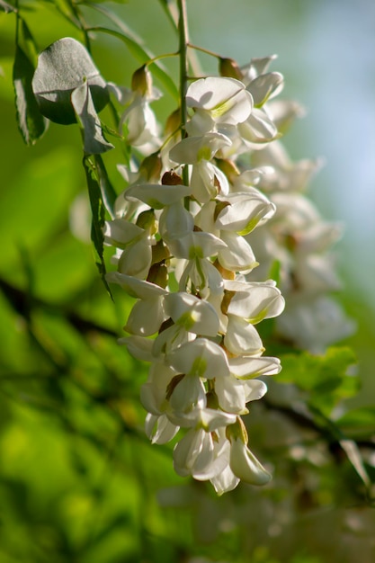 Chinese white acacia flowers flowering trees rich in nectar honey collected by bees near the apiary