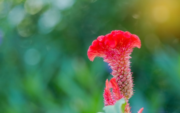 Photo chinese wool flower