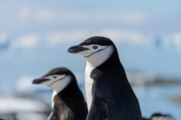 Chinstrap penguin on the beach in Antarctica close up