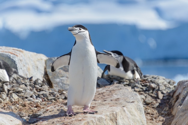 Chinstrap penguin on the beach in Antarctica