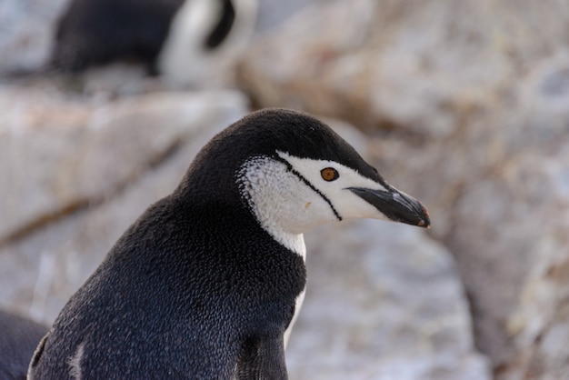 Chinstrap penguin close up