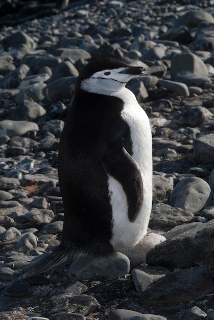 Photo chinstrap penguin paulet island antartica