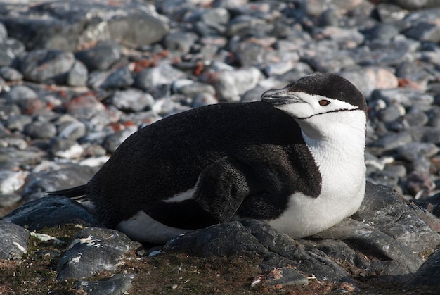 Chinstrap Penguin Paulet island Antartica