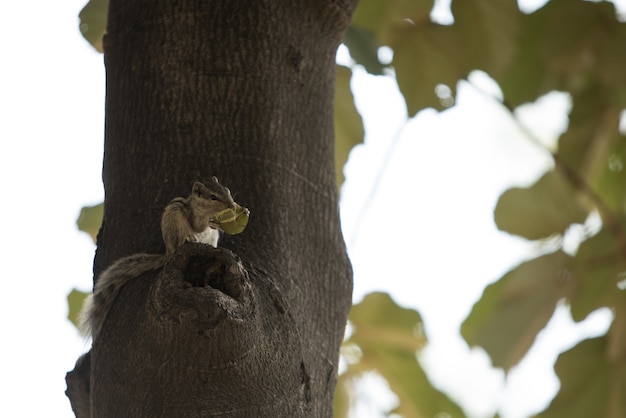 chipmonk tree