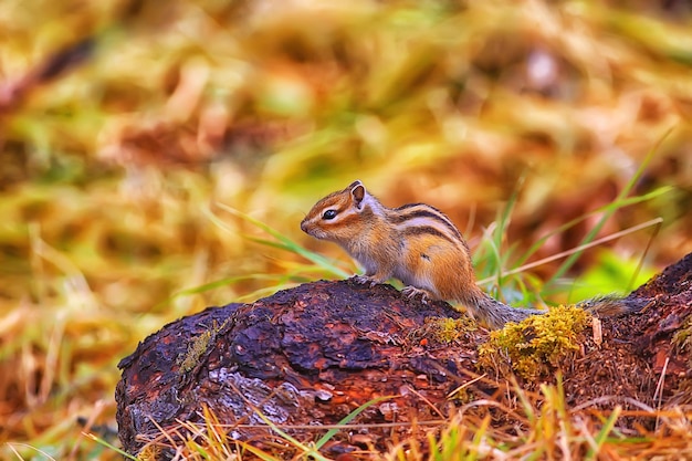 Chipmunk animal in the wild little cute squirrel