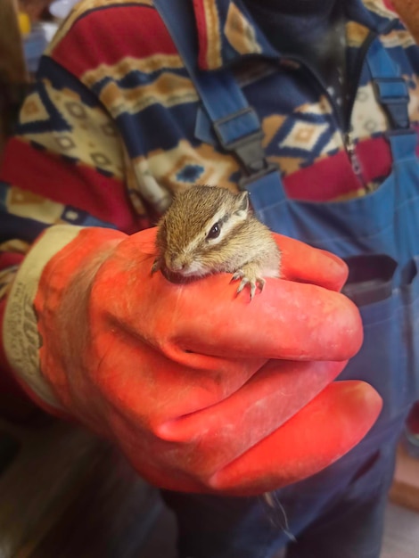 Chipmunk in the hands of a worker