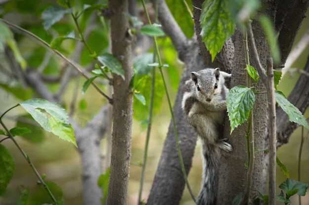 chipmunk tree