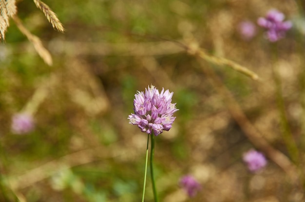 Chives