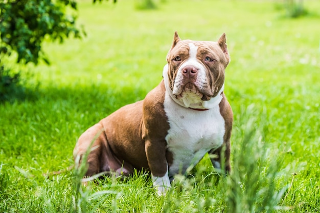 Chocolate brown color American Bully puppy dog is on green grass. Medium sized dog with a compact bulky muscular body, blocky head and heavy bone structure.