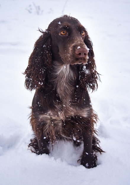 Chocolate cocker spaniel on snow