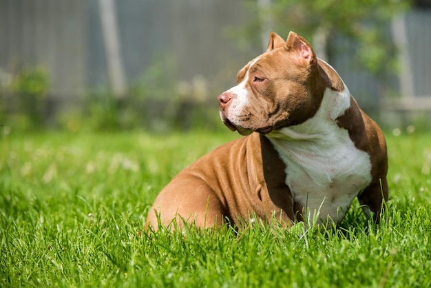 Chocolate color American Bully dog is on green grass