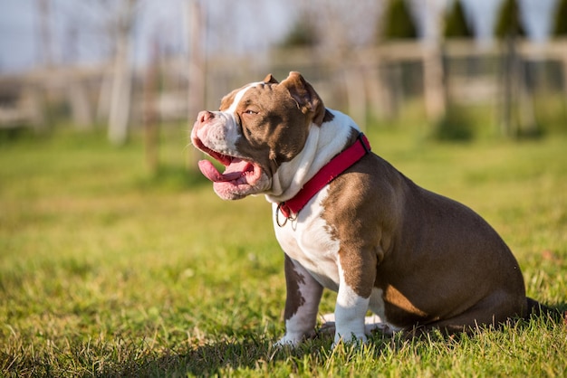 Chocolate color American Bully dog yawns green grass