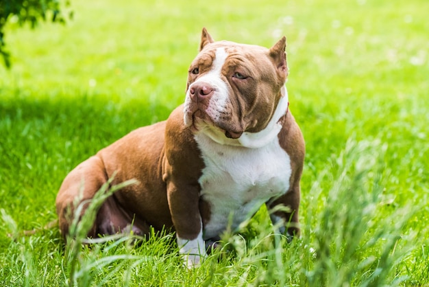 Chocolate color american bully puppy dog is on green grass