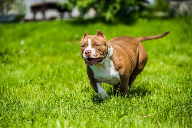 Chocolate color male american bully puppy dog is moving