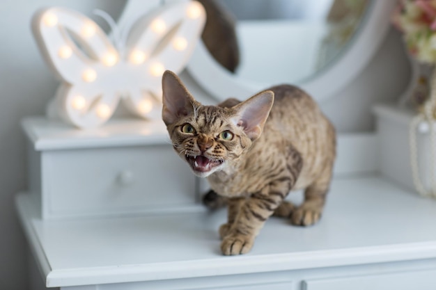 chocolate devonrex cat sits and says meow