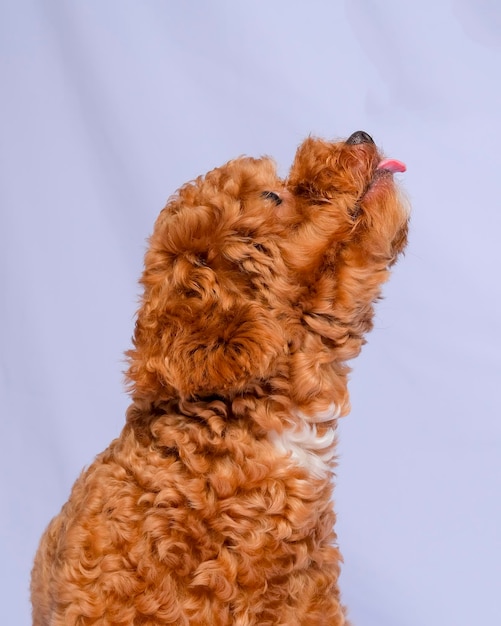 Chocolate fur color poodle dog photo shoot session on studio with gray color background and happy expression