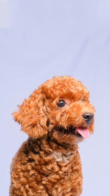 Chocolate fur color poodle dog photo shoot session on studio with gray color background and happy expression