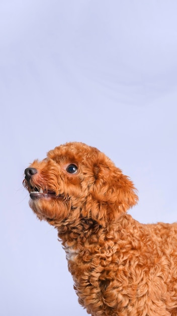 Chocolate fur color poodle dog photo shoot session on studio with gray color background and happy expression