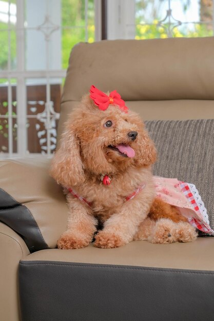 Chocolate fur color poodle dog photo shoot session on studio with gray color background and happy expression