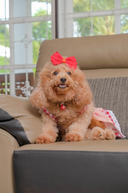 Chocolate fur color poodle dog photo shoot session on studio with gray color background and happy expression