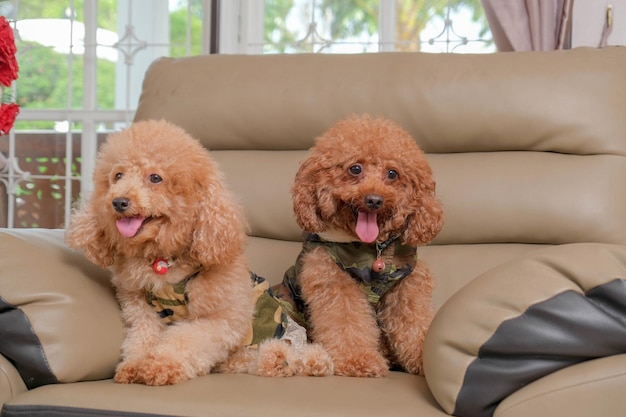 Chocolate fur color poodle dog photo shoot session on studio with gray color background and happy expression