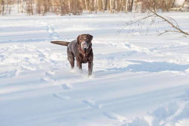 Chocolate lab lying in the snowPortrait of cute funny brown labrador dog playing happily outdoors in white fresh snow on frosty winter daypurebred retriever dog in winter outdoor having fun