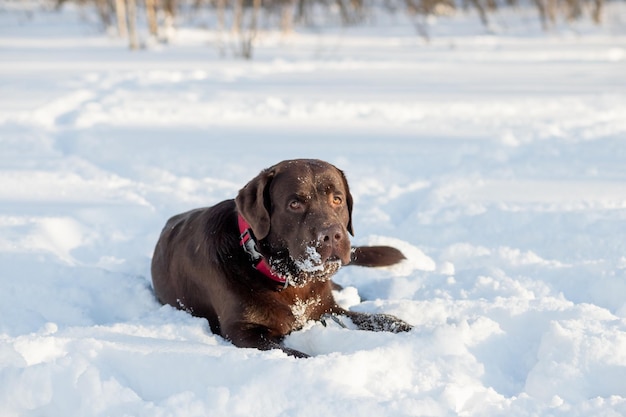 Chocolate lab lying in the snowPortrait of cute funny brown labrador dog playing happily outdoors in white fresh snow on frosty winter daypurebred retriever dog in winter outdoor having fun