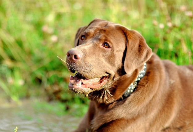 Chocolate Labrador dog close-up with metal collar.