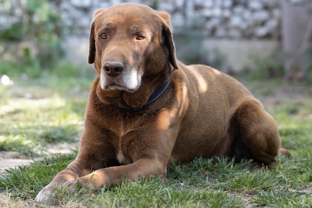 Chocolate Labrador Dog Laying on Grass Outdoors