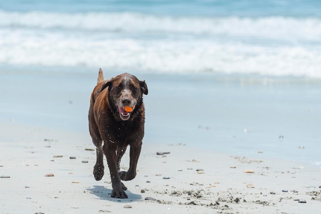 chocolate labrador retriever dog running happily at the beach playing with ball and water