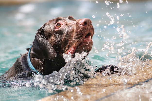 Chocolate labrador retriever swimming in the pool