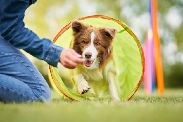 Chocolate White Border Collie with woman owner