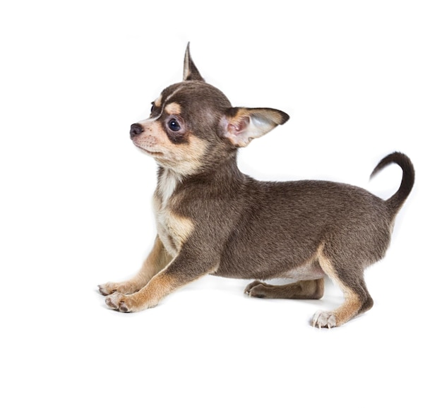 Chocolate and white Chihuahua puppy 8 weeks old standing in front of white background