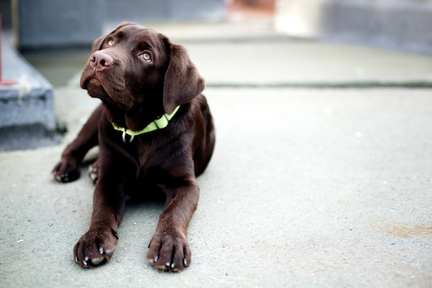 Chocolate young labrador retriever dog