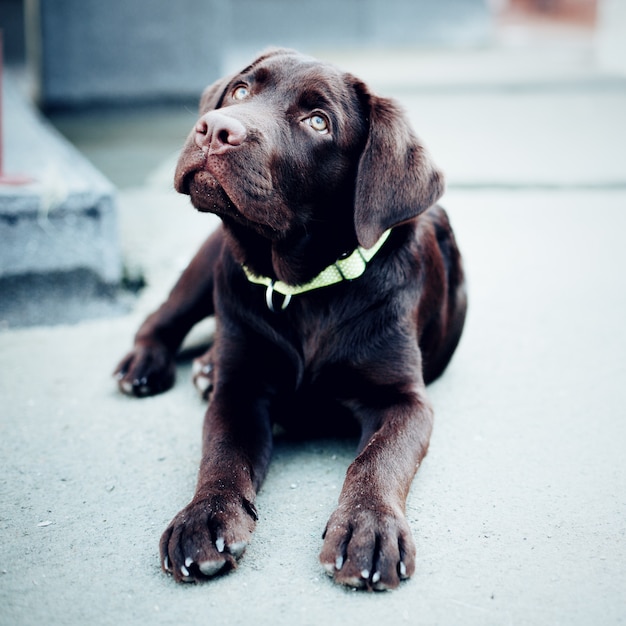 Chocolate young labrador retriever dog