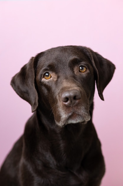 A chocolatecolored labrador retriever dog looks into the camera against a pink background