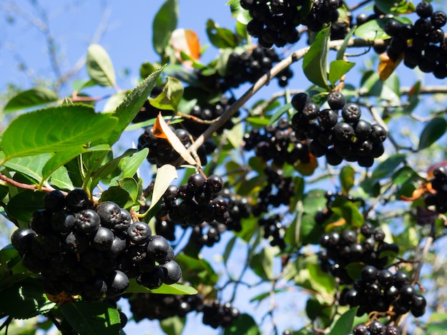 Chokeberry on a branch in an autumn garden close up