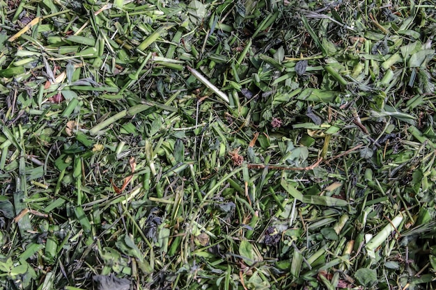 Chopped grass for silage closeup as a background