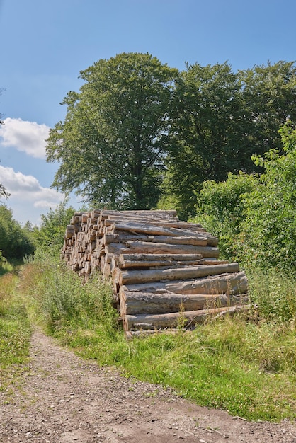 Chopped tree logs piled up in a forest Collecting dry stumps of timber and split hardwood material for firewood and the lumber industry Rustic landscape with deforestation and felling in the woods