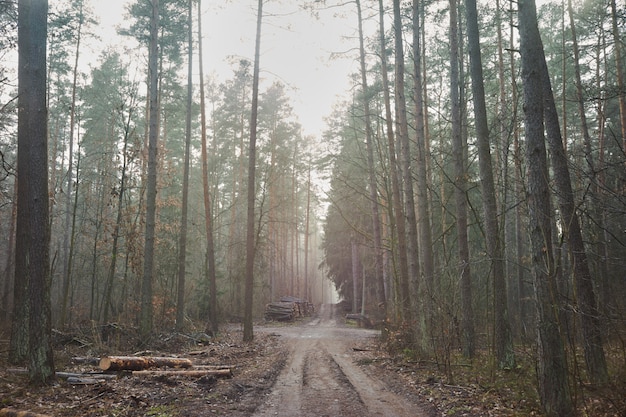 Chopped trees in foggy forest after logging.