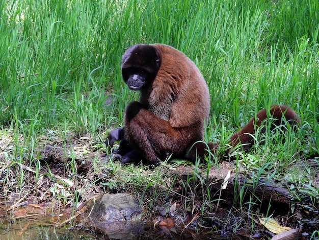 Chorongo Monkey in the Amazon Region of Ecuador, South America