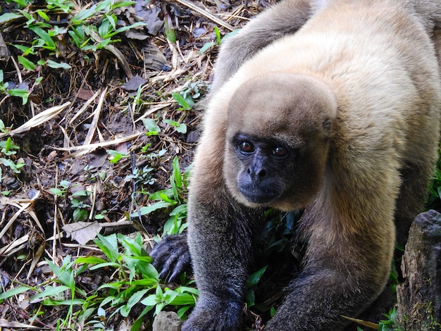 Chorongo Monkey in the Amazon Region of Ecuador, South America