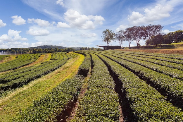 Choui Fong Green Tea Plantation one of the beautiful agricultural tourism spots in Mae Chan District, Chiang Rai Province, Thailand