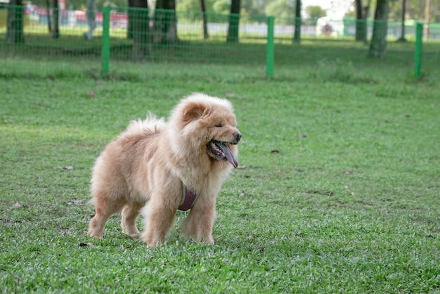 Chow Chow dog standing on green grass