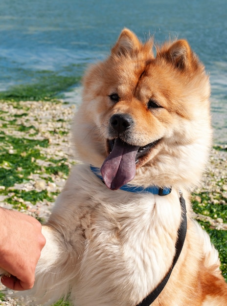 A chow-chow dog with his tongue sticking out performs the command to give a paw against.