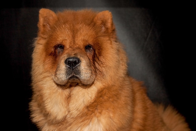 Chow chow in front of a black