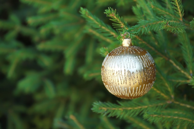 Christmas ball hanging on fir tree branch