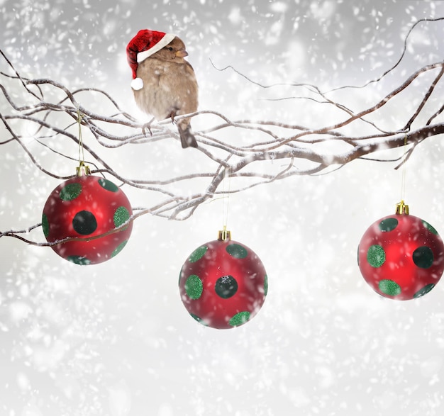 Christmas balls and sparrow bird with Santa Claus hat on snowy branch