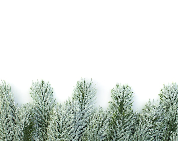 Christmas border of green fir branch on white background