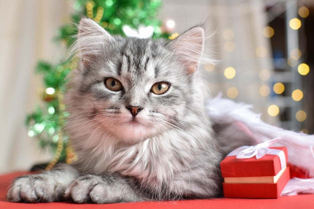 Christmas card with a cat. Happy New Year and Christmas.